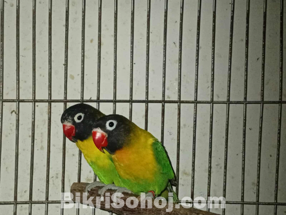 LOVE-BIRD